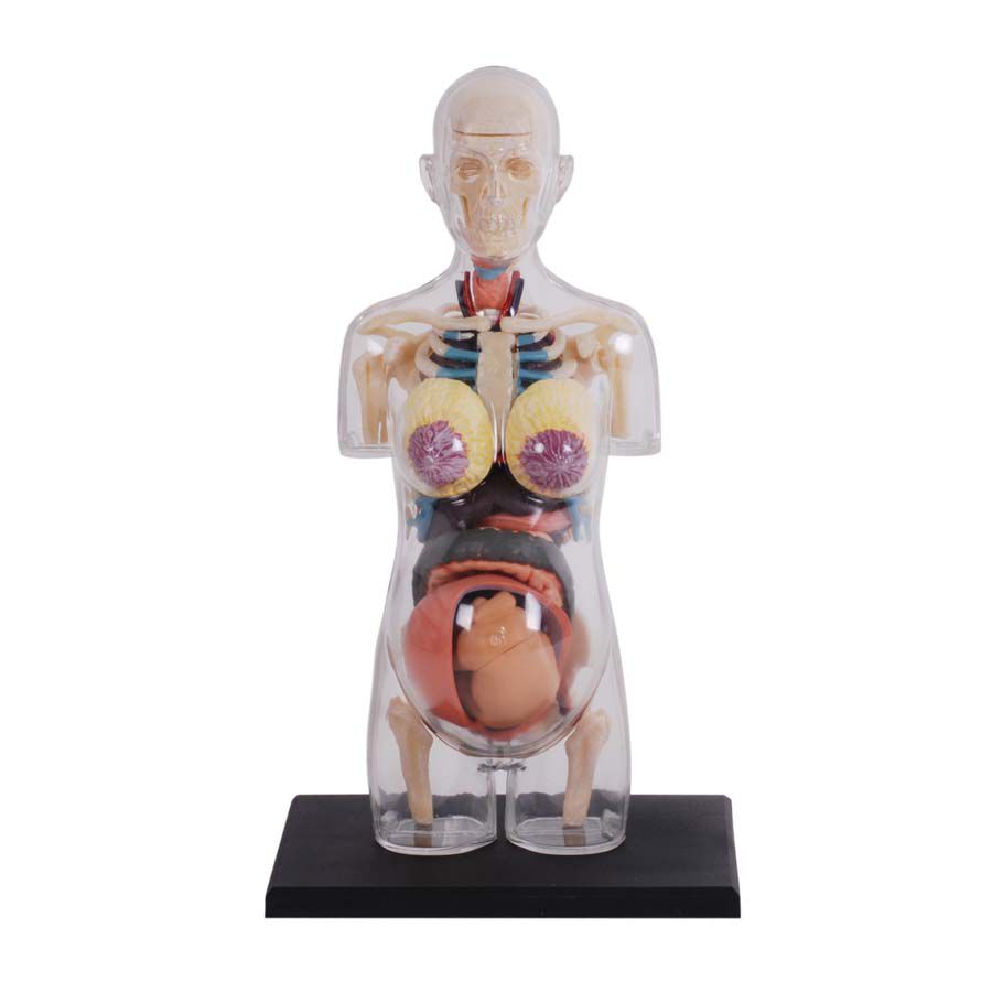 4D Human Anatomy 人體解剖學透明孕婦軀幹解剖模型| 香港玩具“反”斗城 