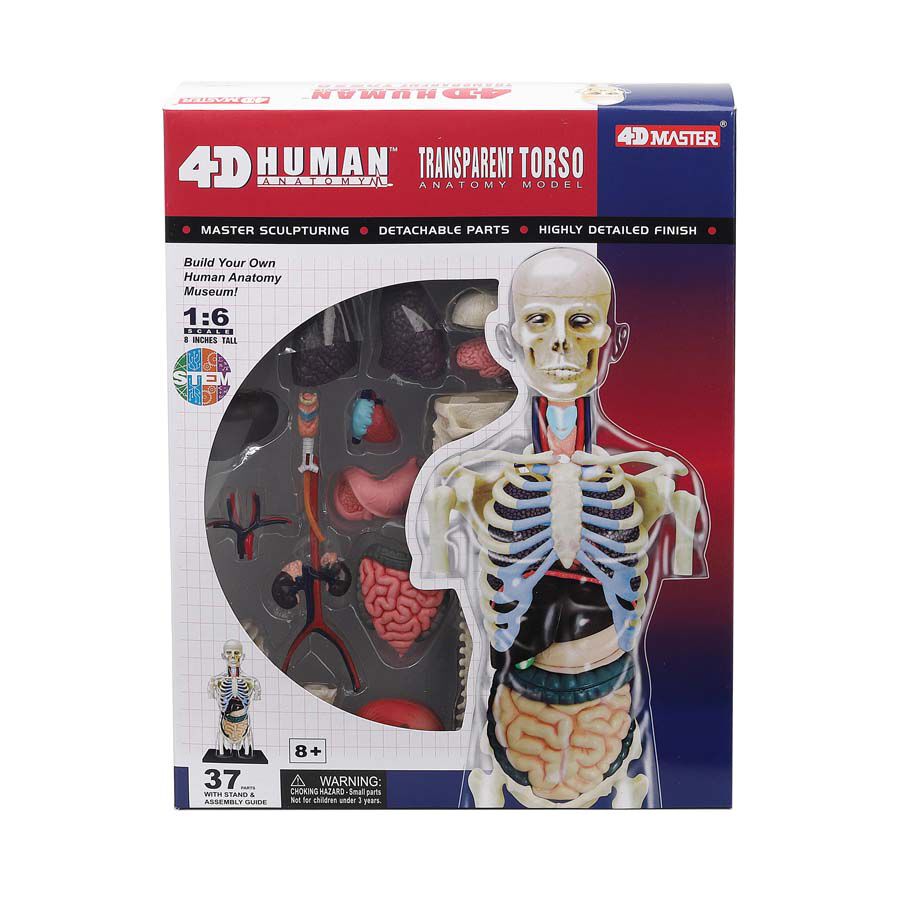 4D Human Anatomy 人體解剖學透明人體軀幹解剖模型| 香港玩具“反”斗城 